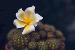 仙人掌上绽放的鸡蛋花