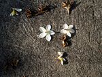 白色鸡蛋花