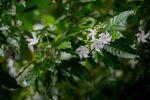 白色鸡蛋花