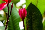 鸡蛋花