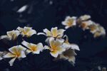 素雅鸡蛋花绽放枝头