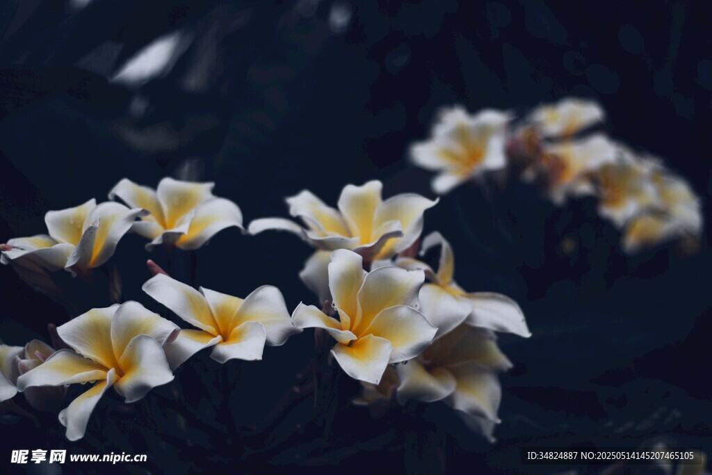 素雅鸡蛋花绽放枝头
