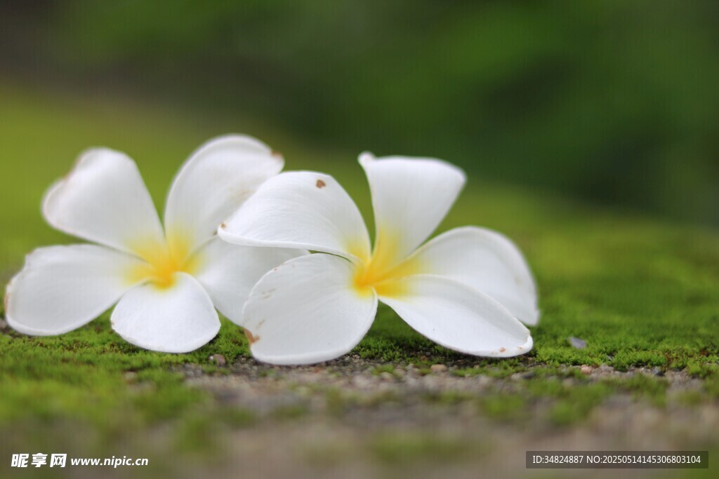 两朵素雅鸡蛋花躺于草地