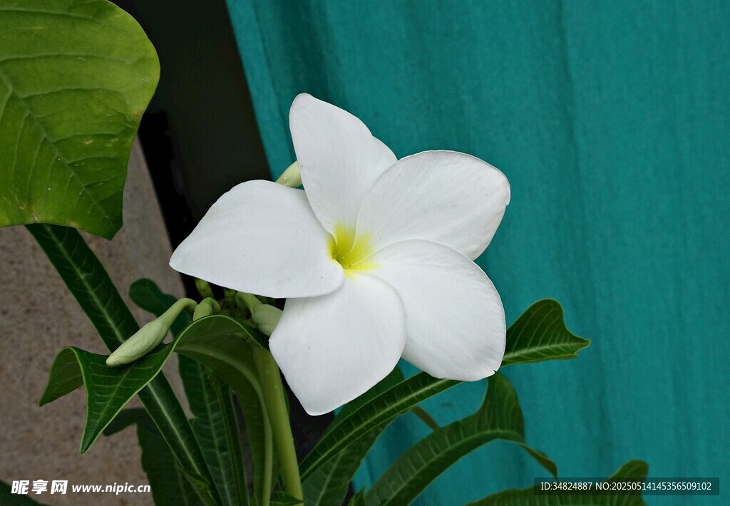 白色鸡蛋花