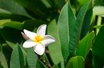 洁白鸡蛋花绽放绿叶间