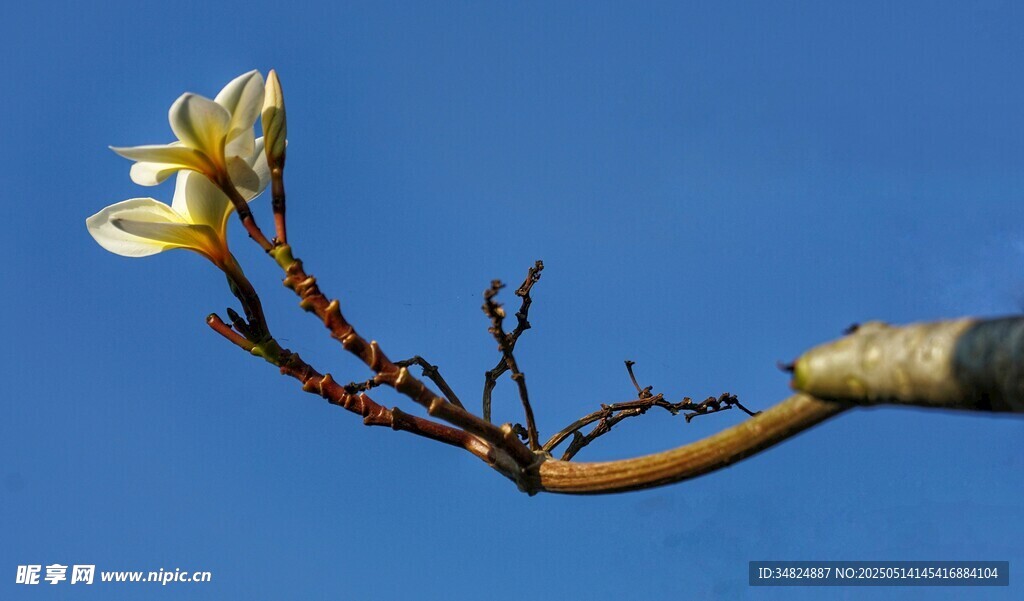 白色鸡蛋花