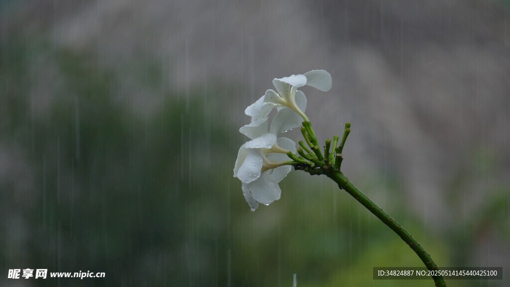 白色鸡蛋花