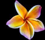多彩鸡蛋花绽放