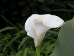白色马蹄莲绽放于草丛
