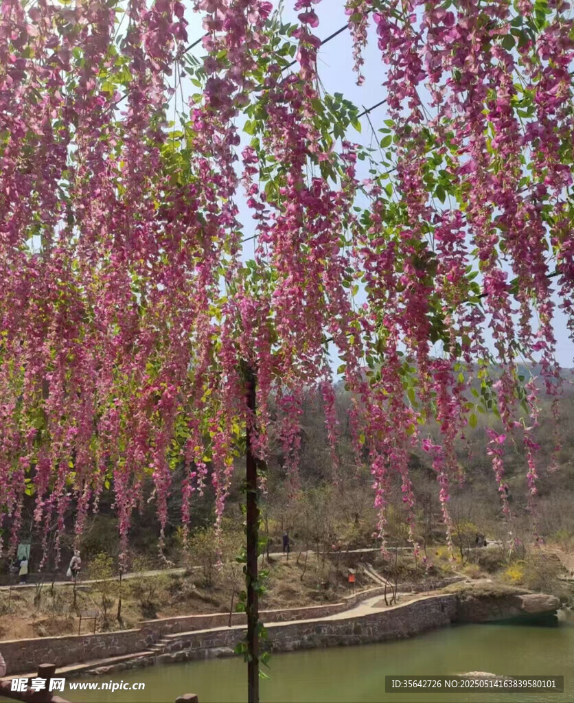 梦幻紫藤花垂挂于湖畔