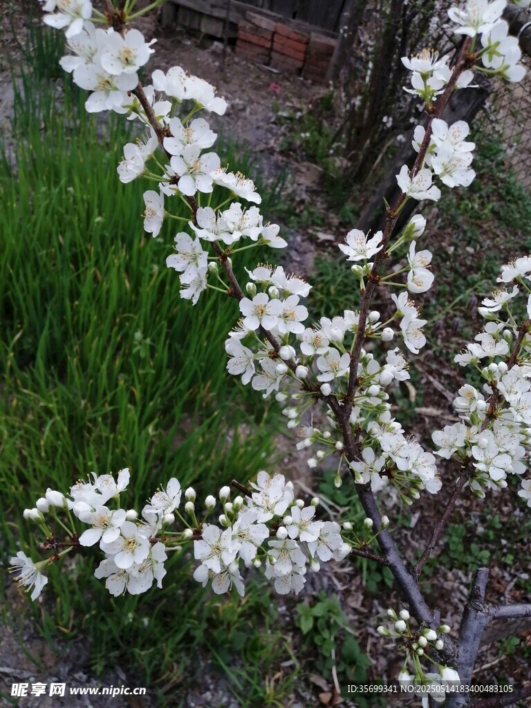 枝头绽放的洁白花朵