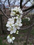 枝头绽放的洁白花朵