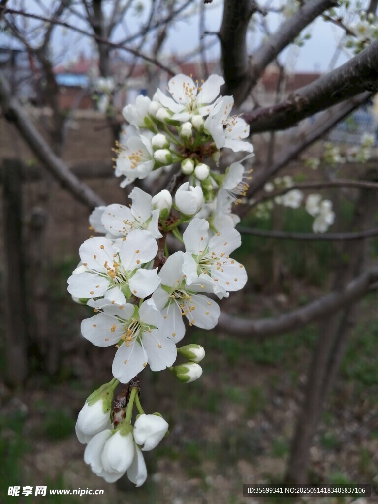 枝头绽放的洁白花朵