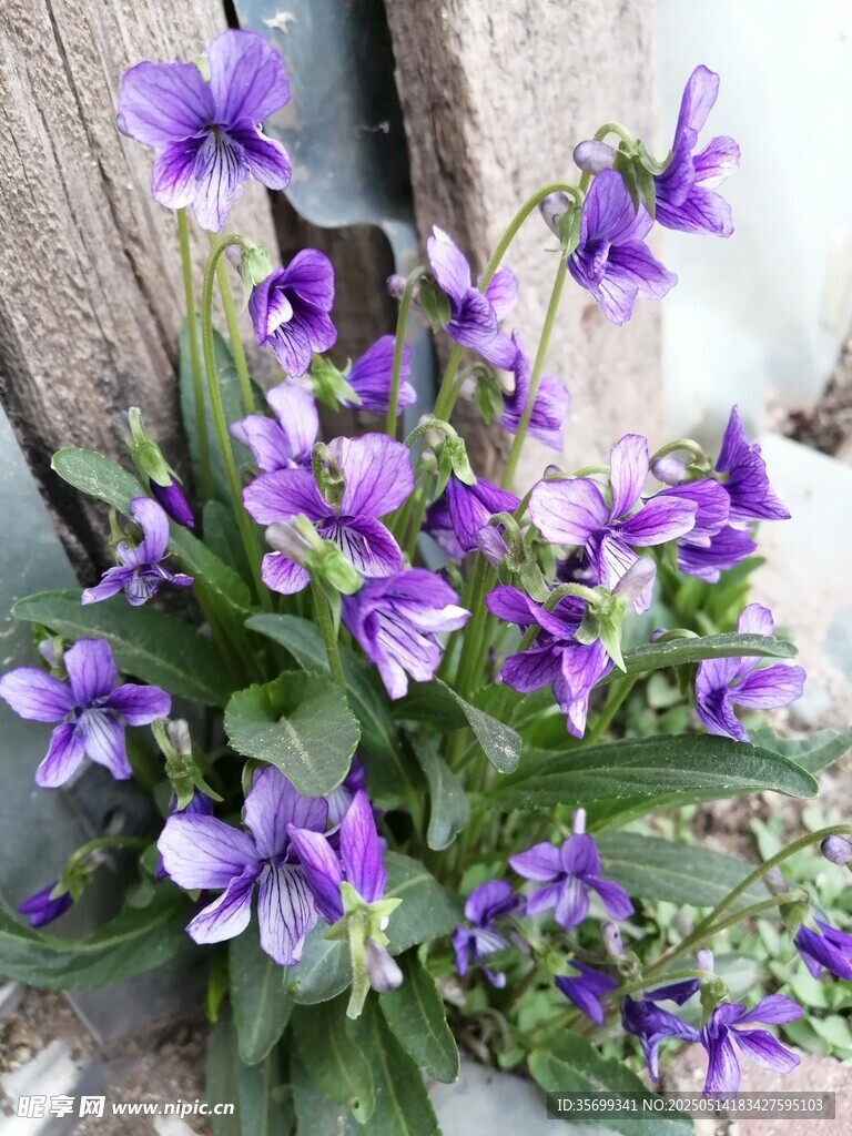 紫色堇花绽放生机