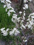 枝头绽放的洁白花朵