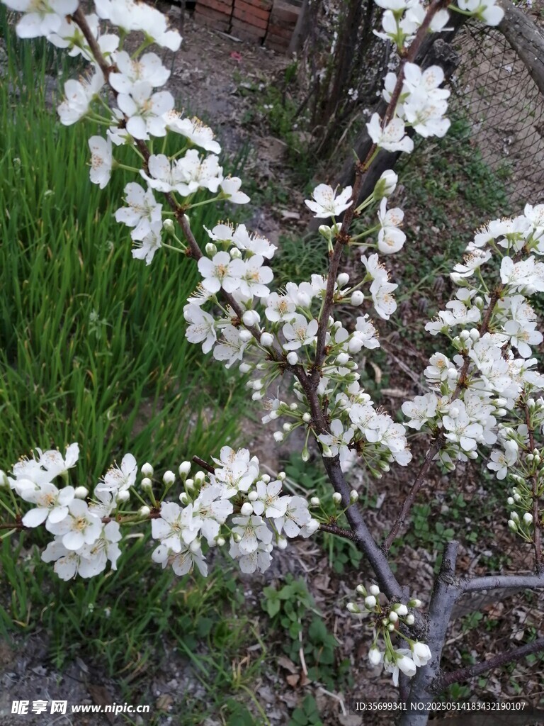 枝头绽放的洁白花朵