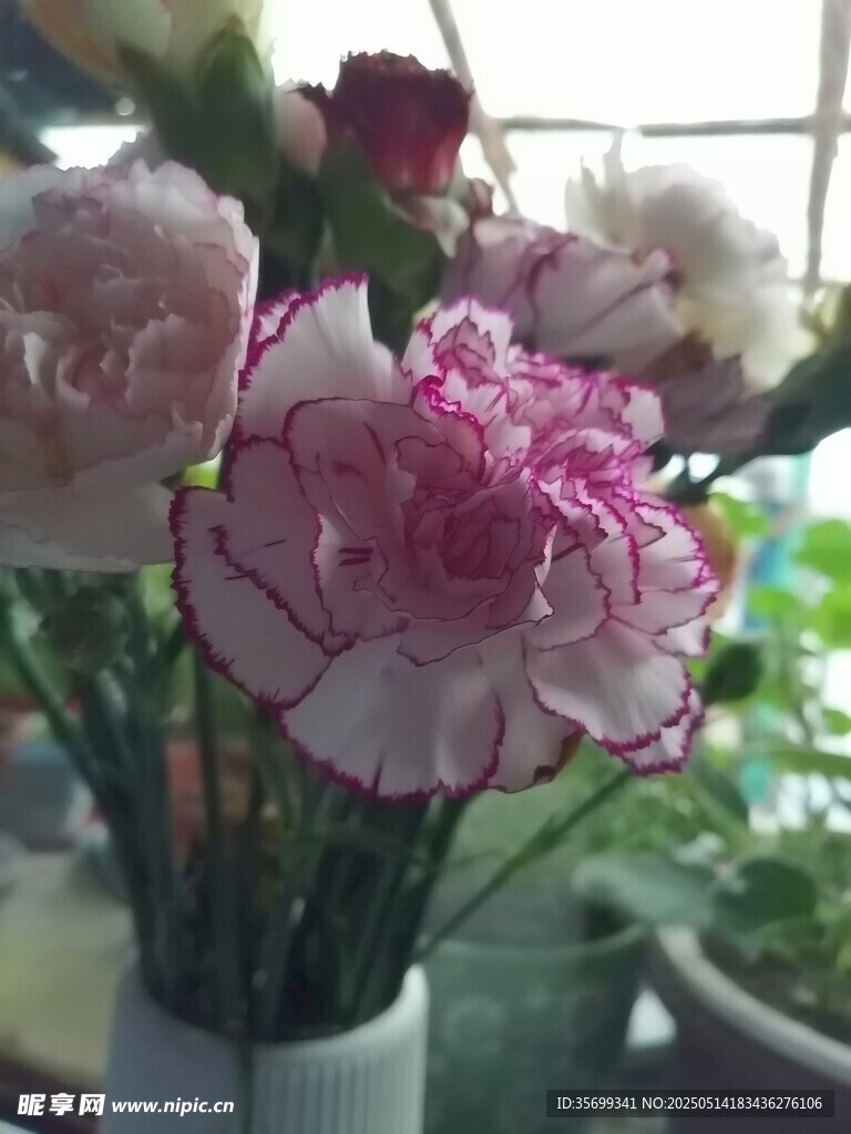 花瓶中的多彩康乃馨