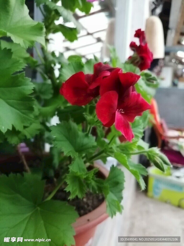 娇艳红色花卉生机满满