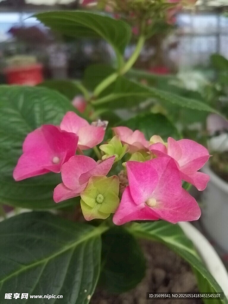 娇艳粉色绣球花绽放