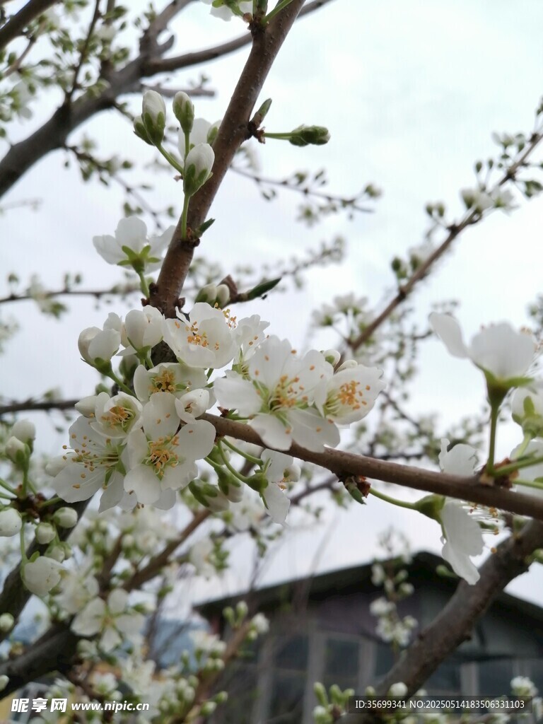 枝头绽放的洁白春花