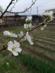 枝头绽放的洁白春花