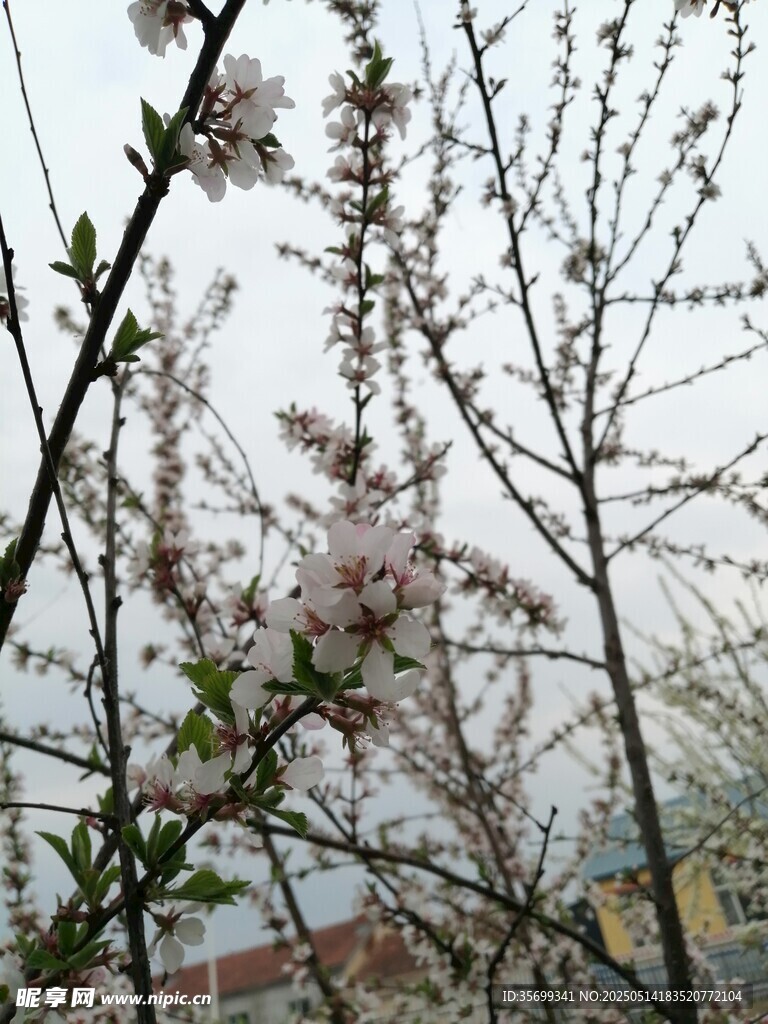 枝头绽放的粉嫩桃花