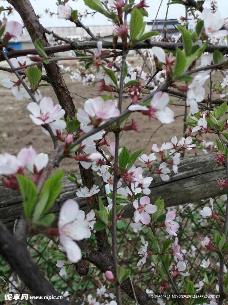 枝头绽放的粉嫩桃花