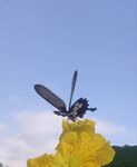 黄蜂停驻黄色花朵上