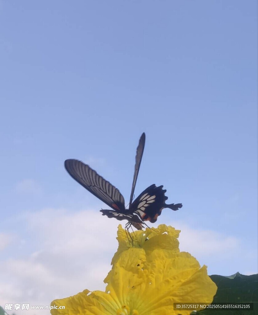 黄蜂停驻黄色花朵上