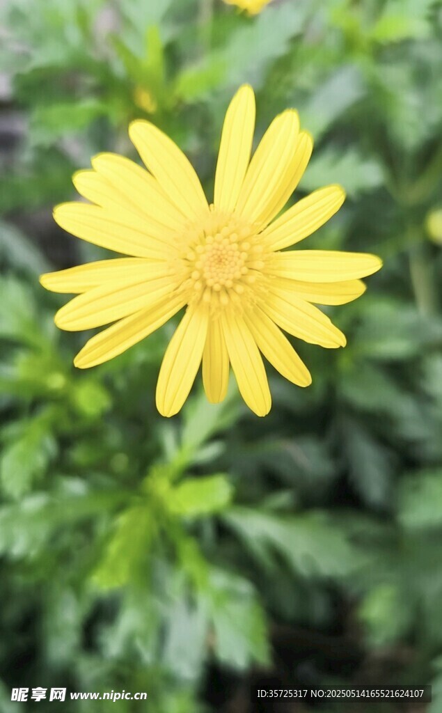 黄色小花绽放绿叶间