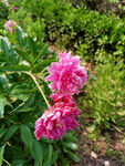 粉色牡丹花