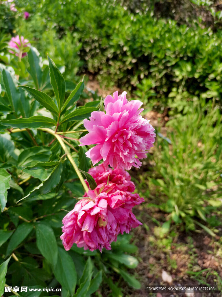 粉色牡丹花