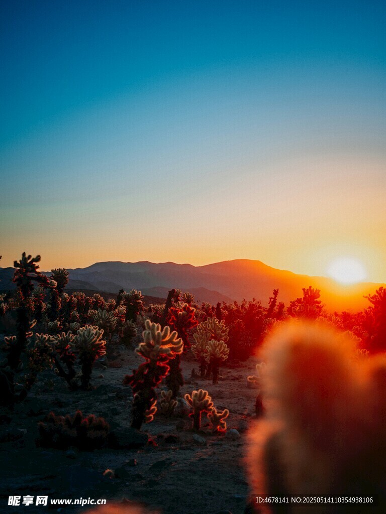 沙漠日落仙人掌美景