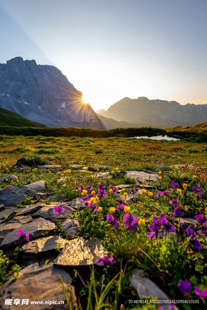 山间花海迎日出美景
