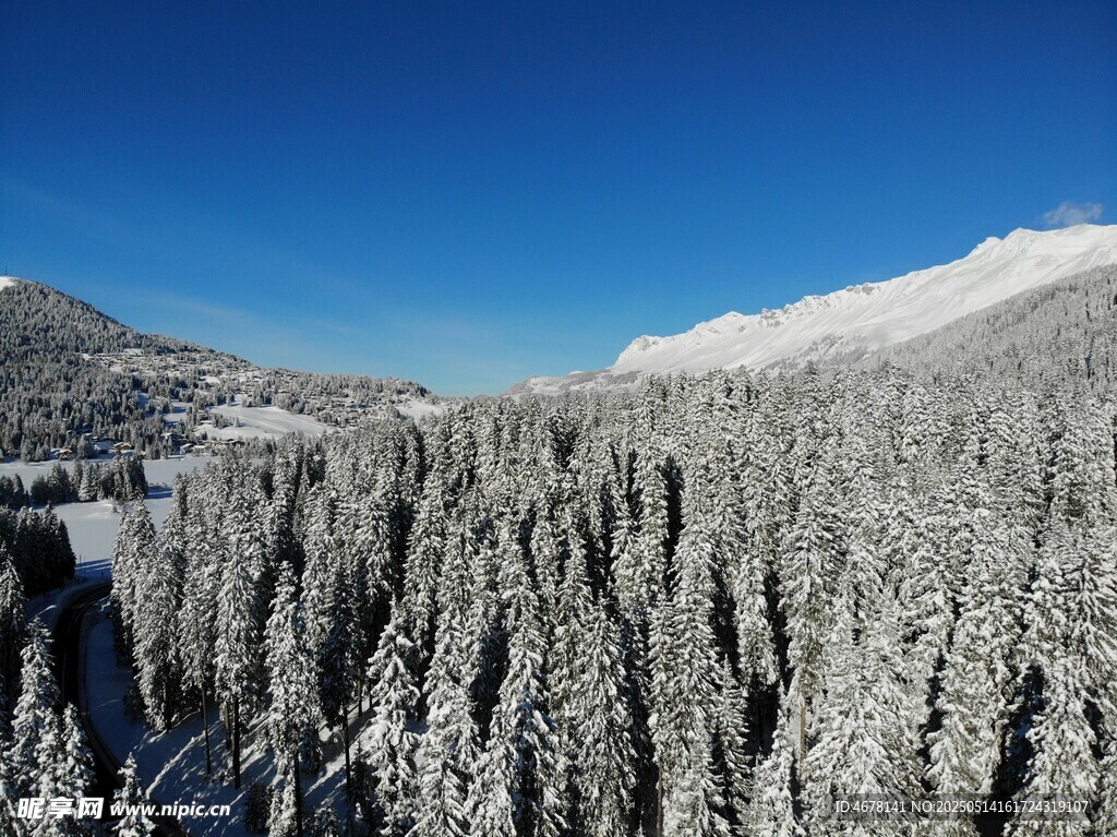 冬日雪覆森林壮丽景观