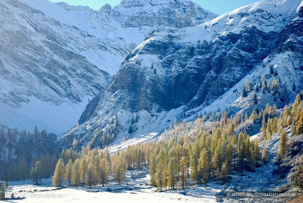 雪山松林美景