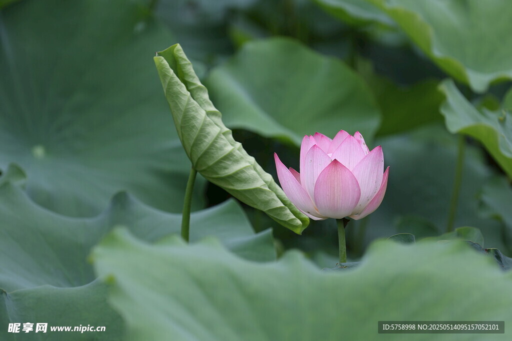 粉色荷花绽放于绿叶间