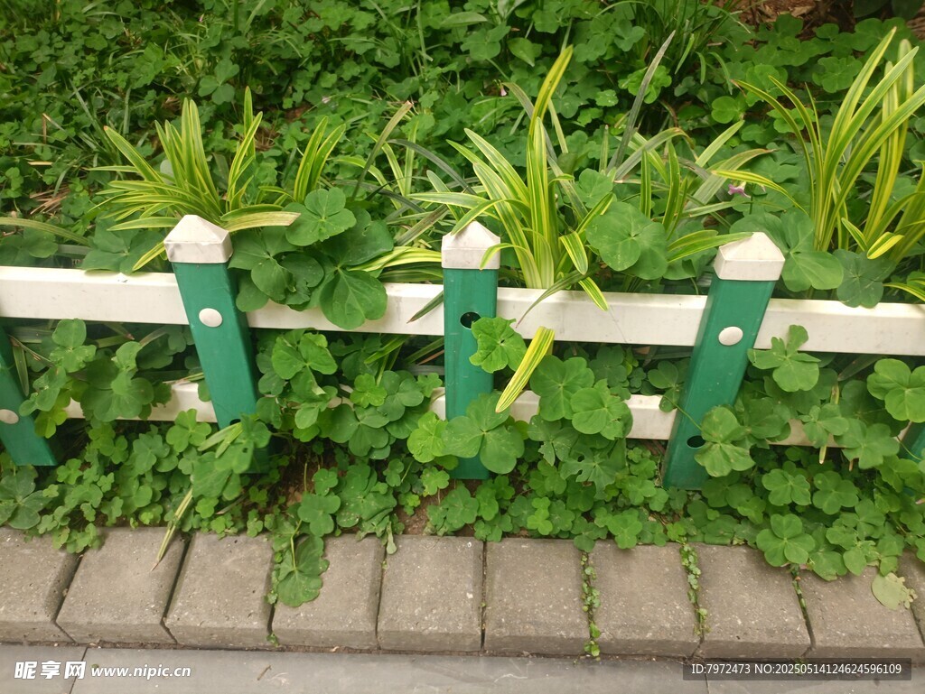 绿色围栏旁的繁茂绿植