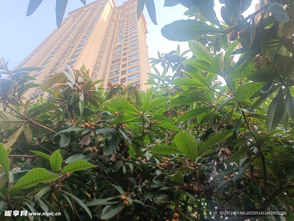 绿植掩映下的高楼大厦