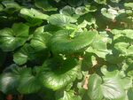 翠绿叶片的生机植物