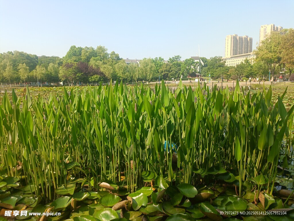 湖畔葱郁水生植物景观