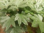 大叶植物特写