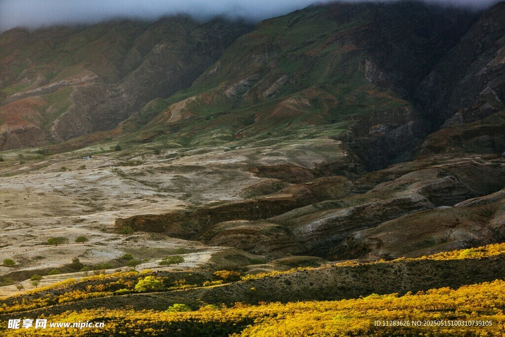 山间黄花盛放的美丽景致