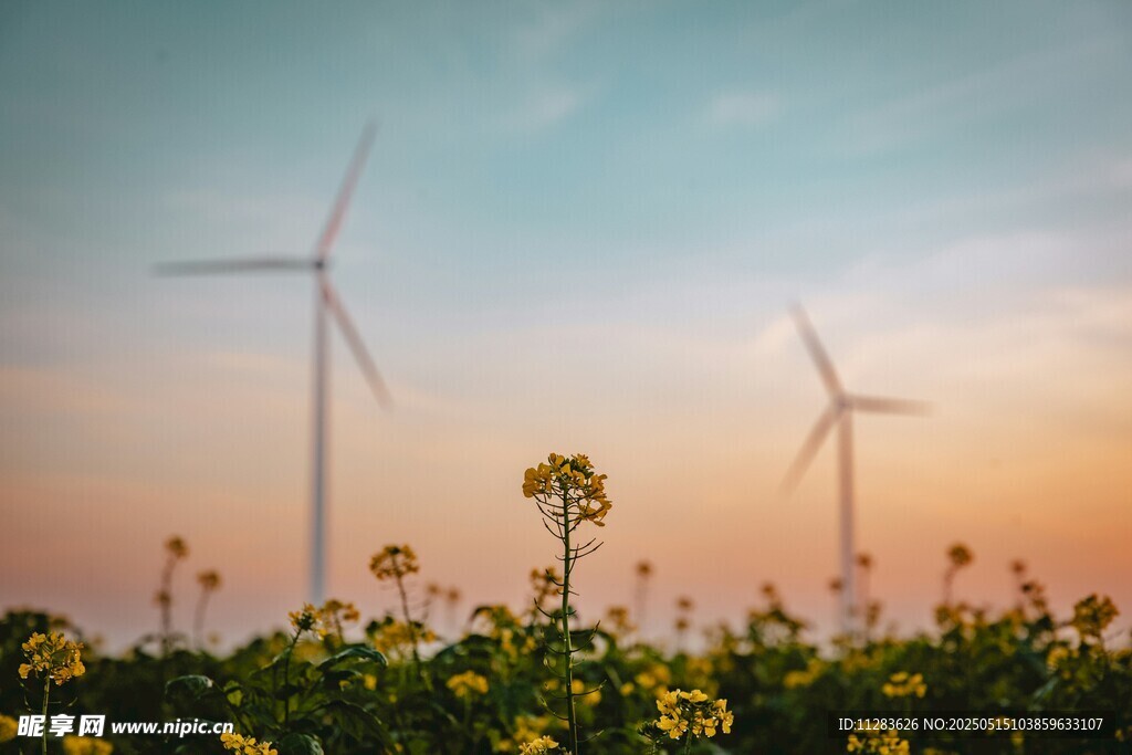 夕阳下风车与灿烂花丛