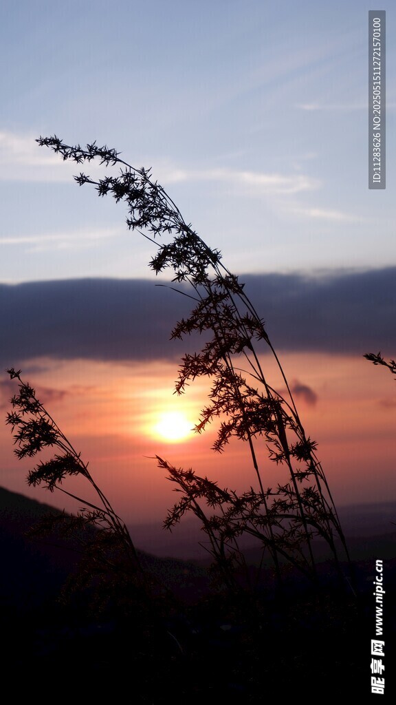 夕阳下的植物剪影美景