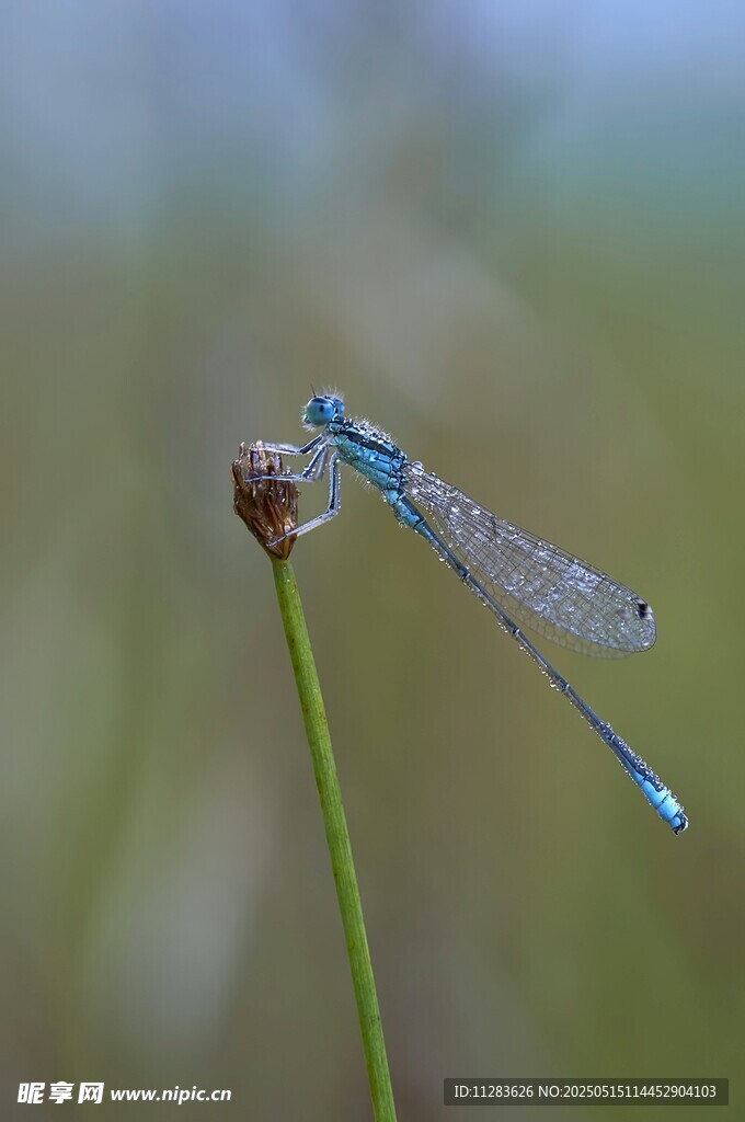 蓝蜻蜓特写