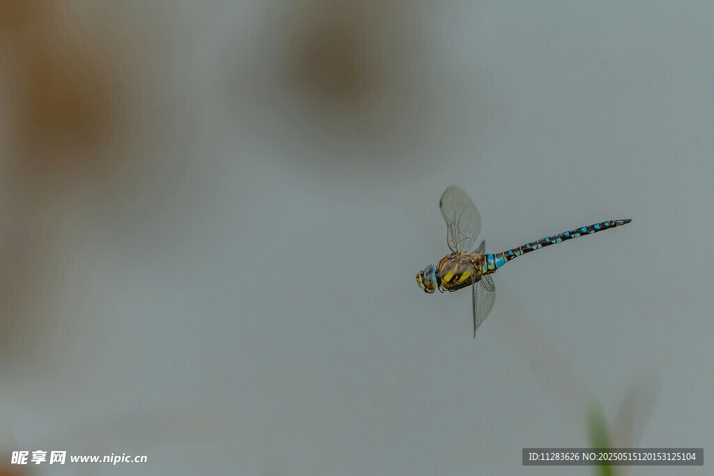 空中飞舞的美丽蜻蜓