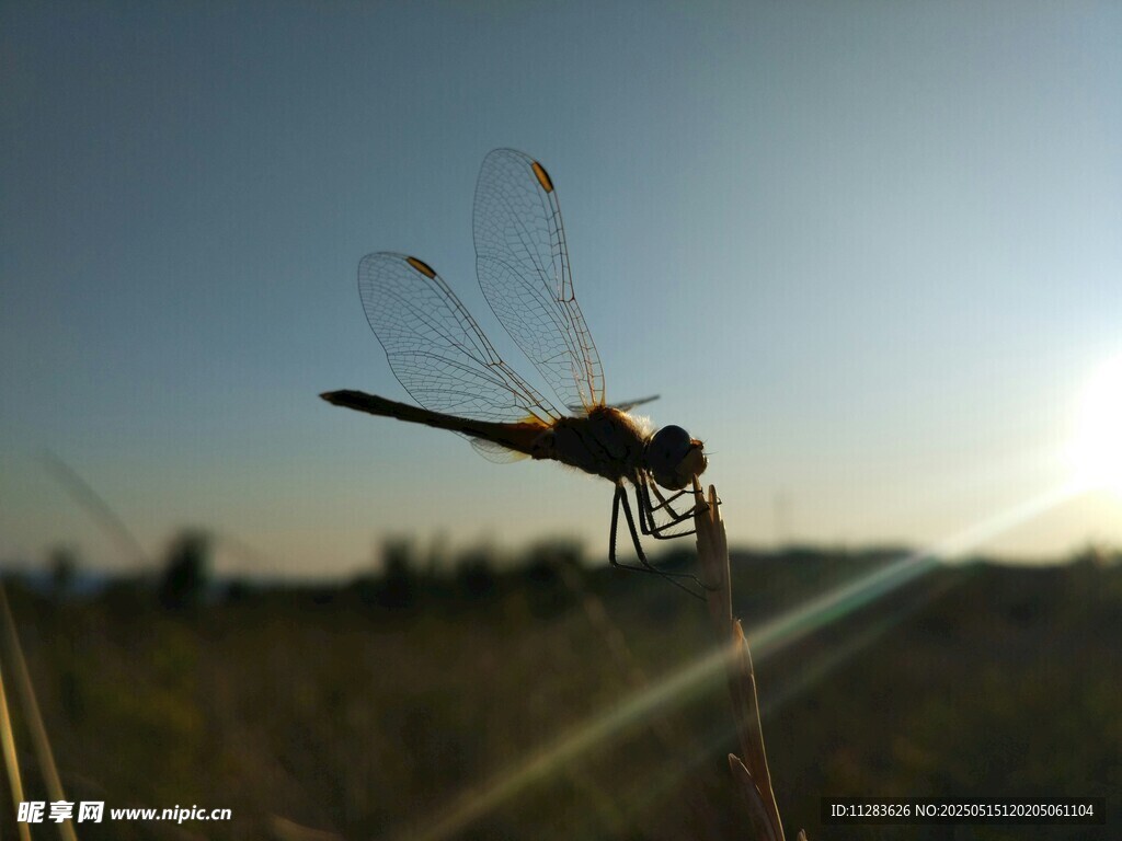 夕阳下的蜻蜓