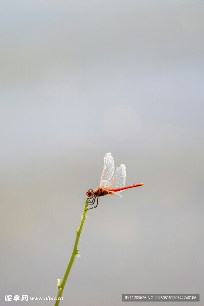 红蜻蜓