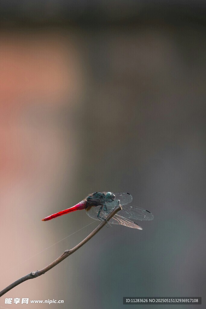 蜻蜓